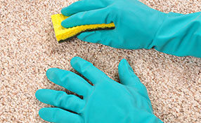 Carpet Cleaning Services